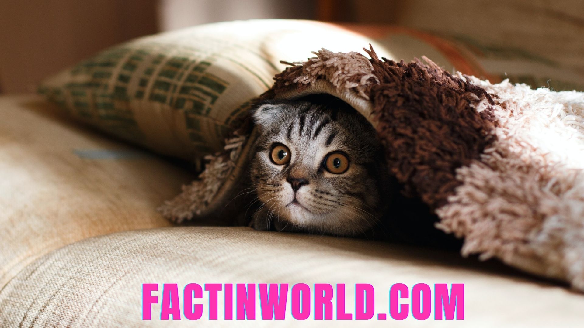 15 Fun Facts about Animals of the World