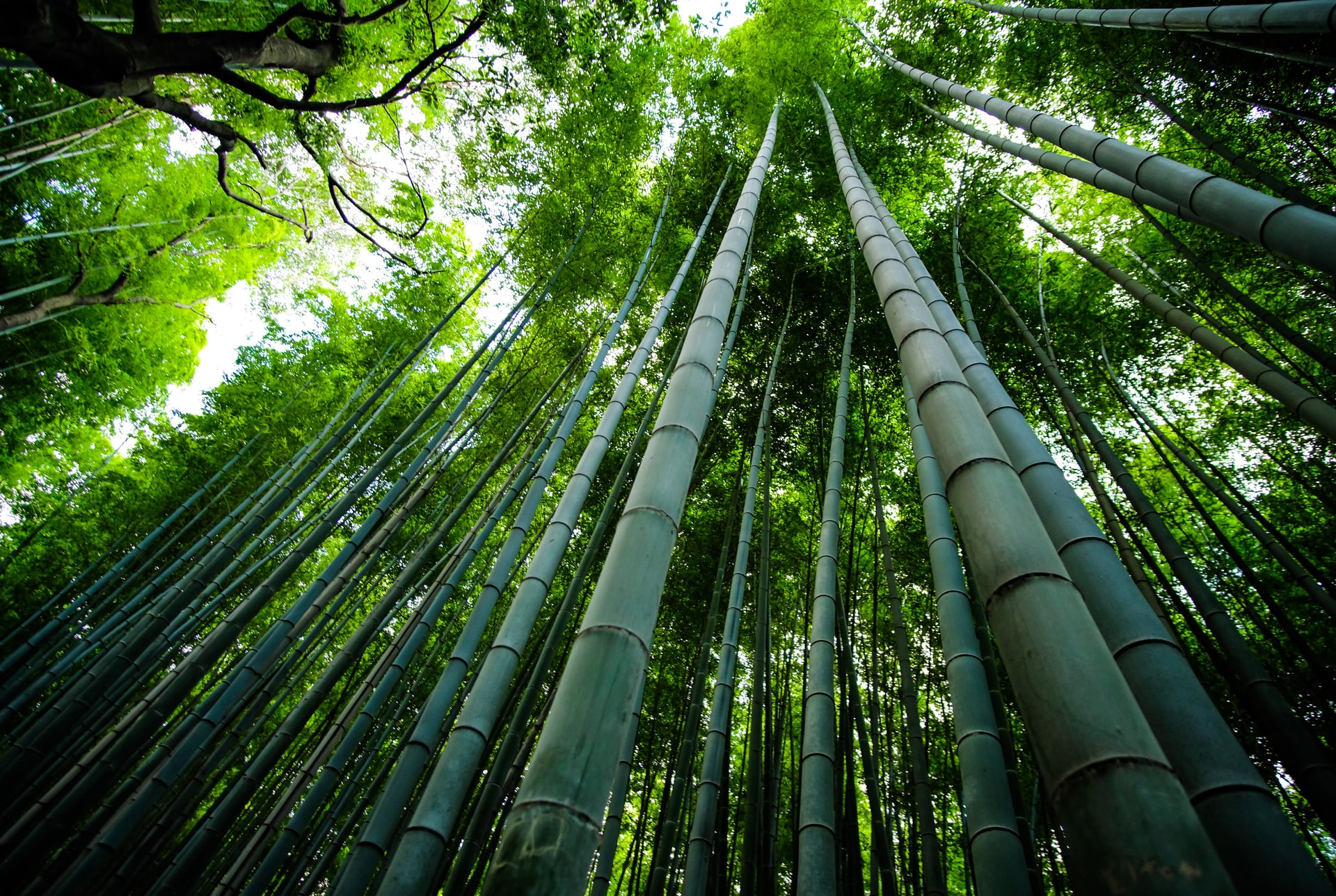 Random Interesting Facts (Bamboo)