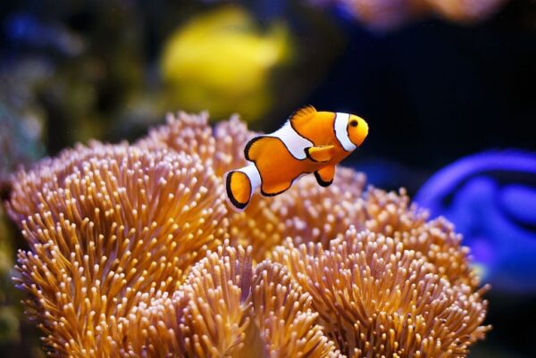 50 Interesting Facts About Clownfish You Need To Know | Factinworld