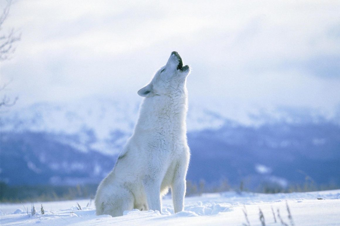 arctic wolf facts for kids