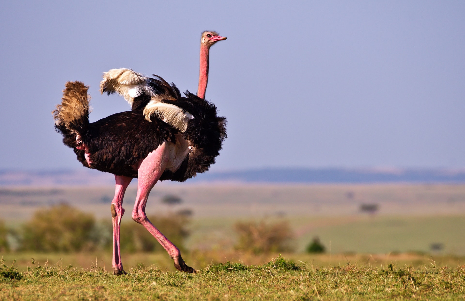 This is one of the ostrich fun facts