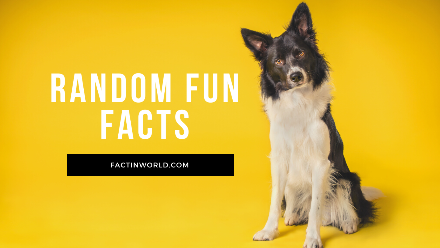 36 Random fun facts of the day That Will Wow You Factinworld